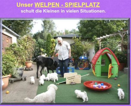 Bichon frisé Welpen suchen ein liebes Zuhause - langjährige Zucht