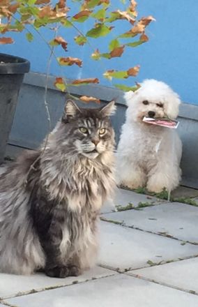 Bichon frisé Welpen suchen ein liebes Zuhause - langjährige Zucht