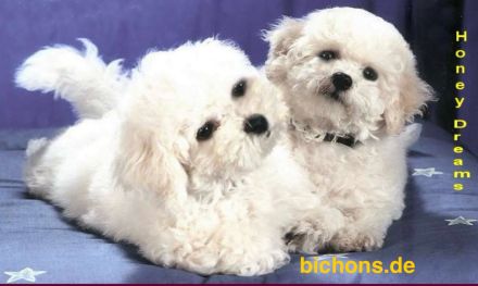 Bichon frisé Welpen suchen ein liebes Zuhause - langjährige Zucht