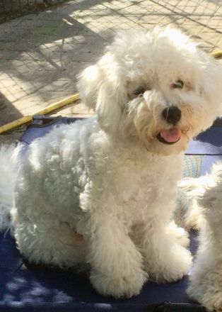 Bichon frisé Welpen suchen ein liebes Zuhause - langjährige Zucht