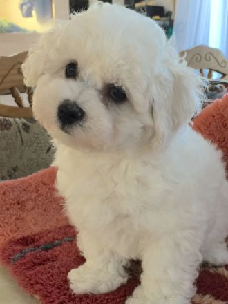 Bichon frisé Welpen suchen ein liebes Zuhause - langjährige Zucht