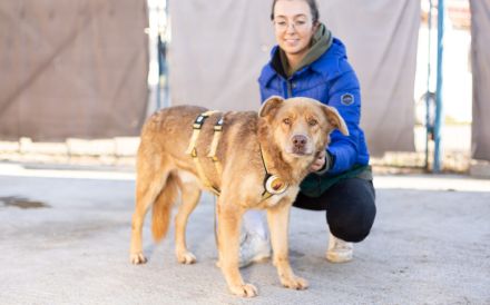 Unser charmanter Gerhard sucht ein Zuhause.