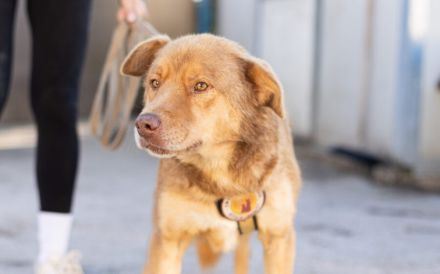 Unser charmanter Gerhard sucht ein Zuhause.
