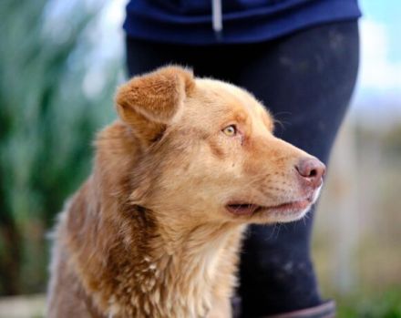 Unser charmanter Gerhard sucht ein Zuhause.