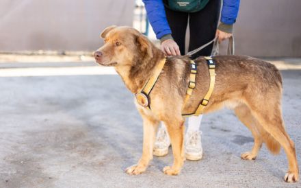 Unser charmanter Gerhard sucht ein Zuhause.