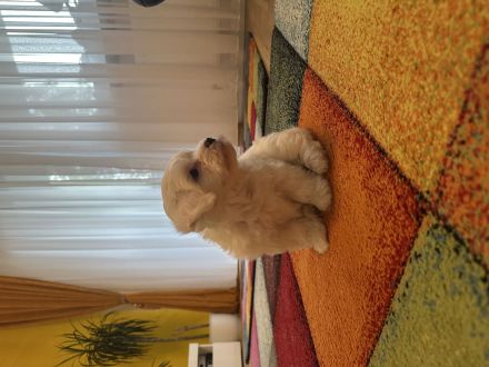 Bichon Frise Welpe