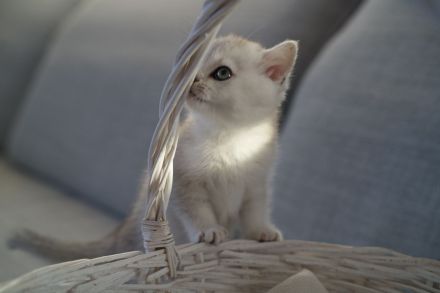 BKH Black Silver shaded