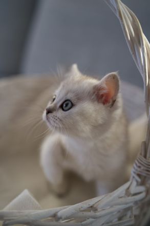 BKH Black Silver shaded