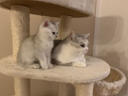 BKH Black Silver shaded