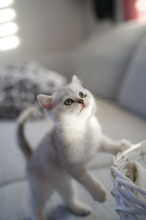 BKH Black Silver shaded