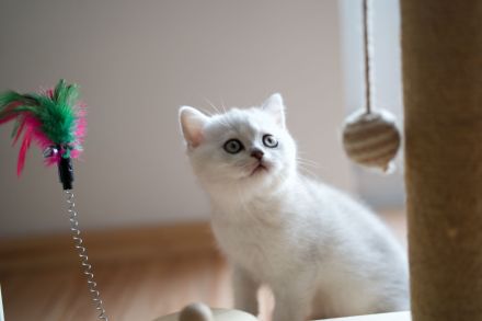 BKH Black Silver shaded