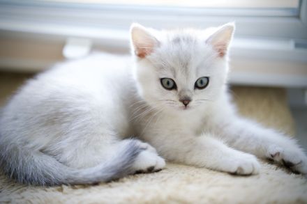 BKH Black Silver shaded