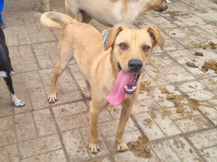 FOXY netter, junger, goldfarbener, wunderschöner Rüde, für aktive, sportliche Menschen