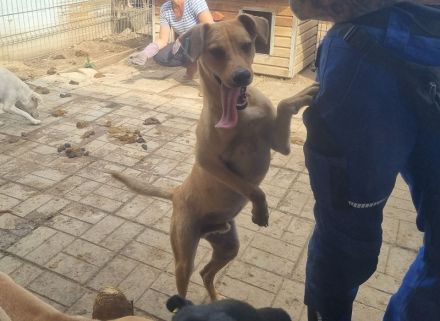 FOXY netter, junger, goldfarbener, wunderschöner Rüde, für aktive, sportliche Menschen