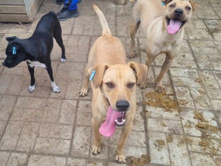 FOXY netter, junger, goldfarbener, wunderschöner Rüde, für aktive, sportliche Menschen