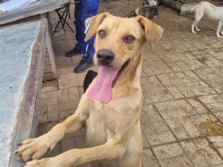 FOXY netter, junger, goldfarbener, wunderschöner Rüde, für aktive, sportliche Menschen