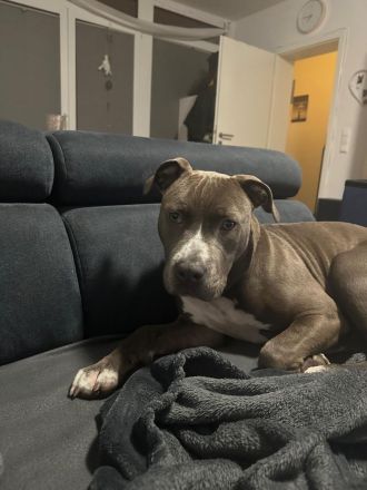 Reinrassige American Staffordshire Terrier Hündin Pepper sucht ein neues Zuhause