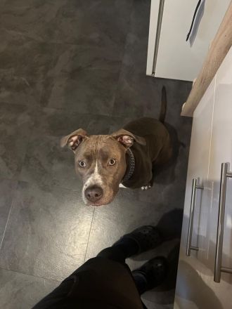 Reinrassige American Staffordshire Terrier Hündin Pepper sucht ein neues Zuhause