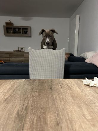 Reinrassige American Staffordshire Terrier Hündin Pepper sucht ein neues Zuhause