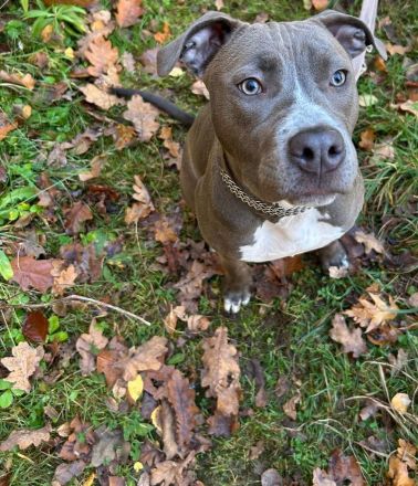 Reinrassige American Staffordshire Terrier Hündin Pepper sucht ein neues Zuhause