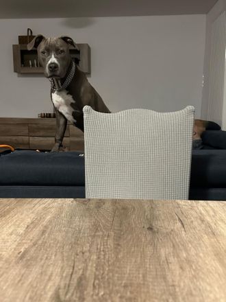 Reinrassige American Staffordshire Terrier Hündin Pepper sucht ein neues Zuhause