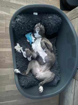 Reinrassige American Staffordshire Terrier Hündin Pepper sucht ein neues Zuhause