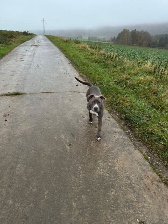 Reinrassige American Staffordshire Terrier Hündin Pepper sucht ein neues Zuhause