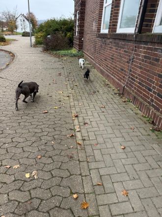 Reinrassige American Staffordshire Terrier Hündin Pepper sucht ein neues Zuhause