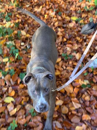 Reinrassige American Staffordshire Terrier Hündin Pepper sucht ein neues Zuhause