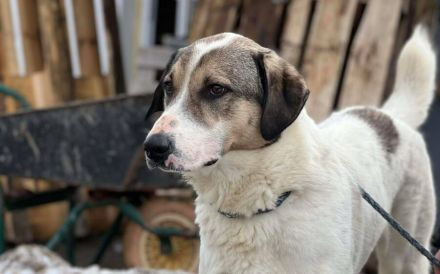 Scheuer Rupi sucht ein sicheres Zuhause