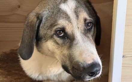 Scheuer Rupi sucht ein sicheres Zuhause