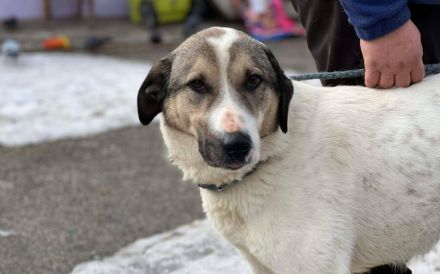 Scheuer Rupi sucht ein sicheres Zuhause