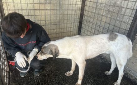 Scheuer Rupi sucht ein sicheres Zuhause