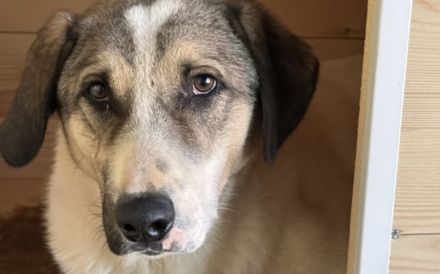 Scheuer Rupi sucht ein sicheres Zuhause