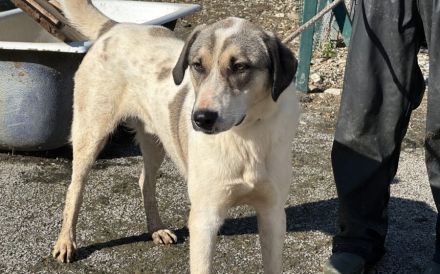 Scheuer Rupi sucht ein sicheres Zuhause