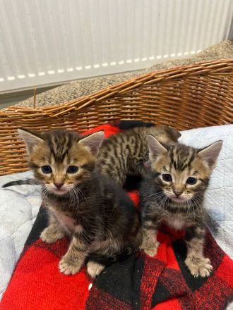 Reinrassige Bengalkitten mit Stammbaum