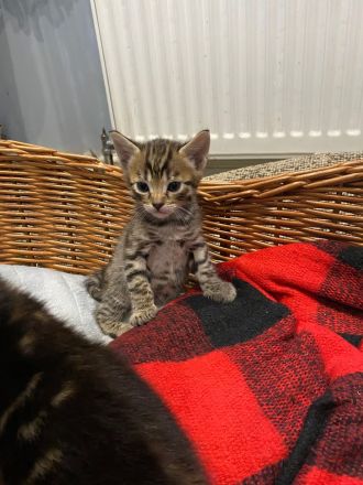 Reinrassige Bengalkitten mit Stammbaum