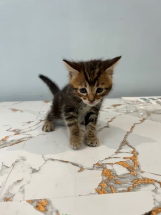 Reinrassige Bengalkitten mit Stammbaum