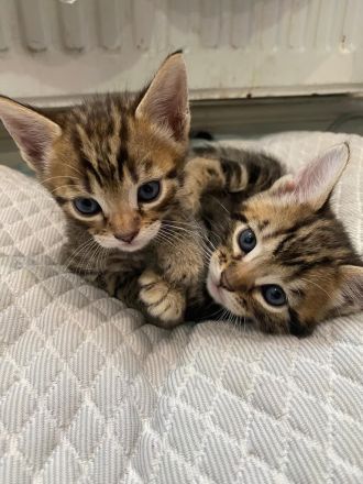 Reinrassige Bengalkitten mit Stammbaum