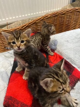 Reinrassige Bengalkitten mit Stammbaum