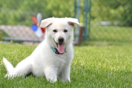 Weiße Deutsche Schäferhundwelpen