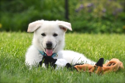 Weiße Deutsche Schäferhundwelpen