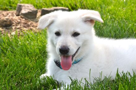 Weiße Deutsche Schäferhundwelpen