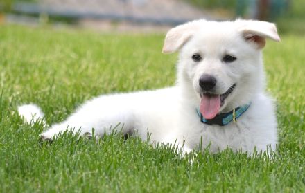 Weiße Deutsche Schäferhundwelpen