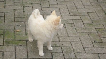 Spitzwelpen abzugeben