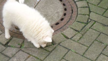 Spitzwelpen abzugeben