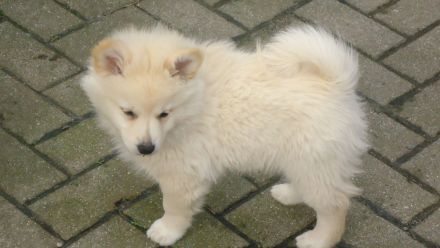 Spitzwelpen abzugeben