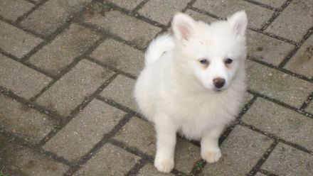 Spitzwelpen abzugeben