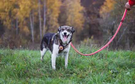 Liebenswerte Prea sucht ihr Altersruhe-Körbchen