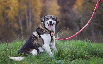 Liebenswerte Prea sucht ihr Altersruhe-Körbchen